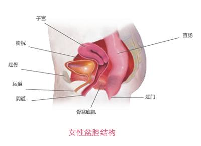 产后盆底肌修复