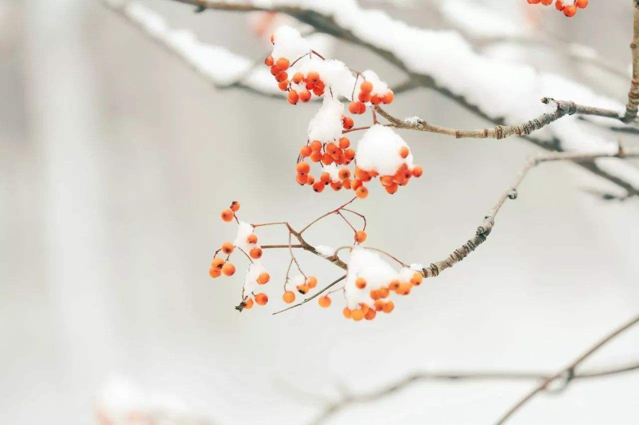 小雪&感恩节丨一场冷与暖的邂逅